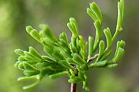 Asparagus capensis young cladodes