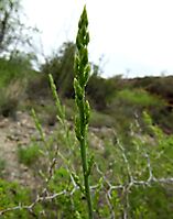 Asparagus capensis new shoot