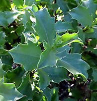 Berkheya spinosa mature leaves