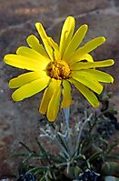 Euryops tagetoides yellow flowerhead