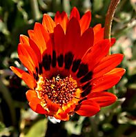 Arctotis fastuosa orange flowerhead