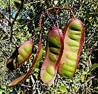 Schotia latifolia colourful pods
