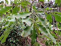 Heteromorpha arborescens var. abyssinica leaves