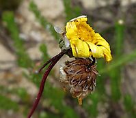 Ursinia anethoides old flowerheads