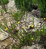 Ursinia anethoides growing on bare ground