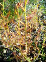 Drosera cistiflora leaves