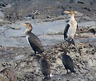 Whitebreasted cormorants
