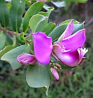 Polygala myrtifolia flower