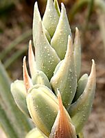 Albuca grandis shielded buds