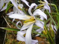 Xerophyta retinervis white flowers