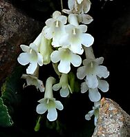 Streptocarpus vandeleurii flowers
