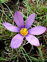 Syringodea bifucata flower