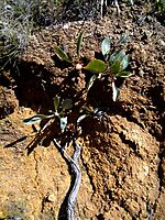 Protea acaulos subterranean features