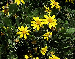 Osteospermum moniliferum flowerheads