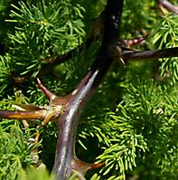 Asparagus rubicundus dark thorns