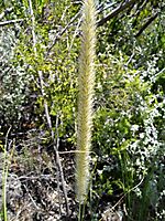 Cenchrus ciliaris flower spike
