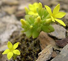 Crassula sebaeoides leaves