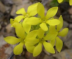 Crassula sebaeoides flowers