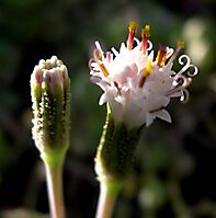 Curio radicans flowerheads
