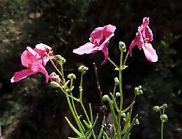 Diascia patens flowering