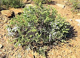 Drosanthemum giffenii shrublet