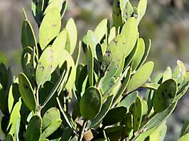 Euclea polyandra leaves