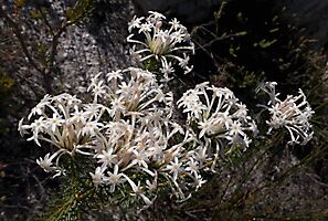 Gnidia pinifolia big flower clusters