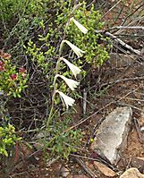 Hesperantha radiata subsp. radiata