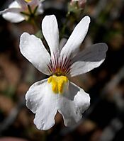 Nemesia bicornis flower