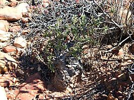 Pachypodium succulentum thick, grey caudex