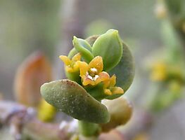 Viscum rotundifolium male and female florets