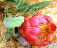 Protea parvula flowerhead opening at Kaapsche Hoop