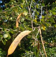 Bauhinia galpinii fruit pods