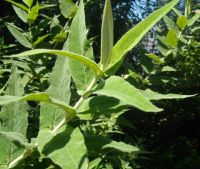 Buddleja salviifolia young leaves