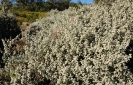 Helichrysum species at Prince Albert