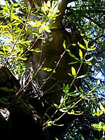Brabejum stellatifolium trunk