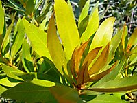 Brabejum stellatifolium leaves