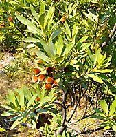 Brabejum stellatifolium fruit