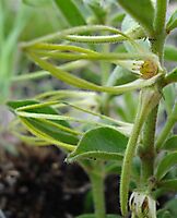 Brachystelma circinatum