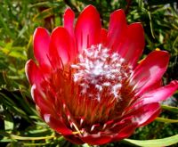 Protea, a flowerhead resembling repens