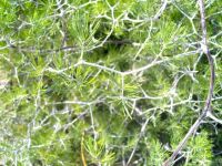 Asparagus retrofractus, the tangled mass