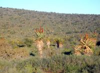 Aloe ferox covering a large terrain