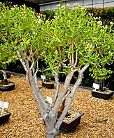 Crassula sarcocaulis bonsai at Stellenbosch University Botanical Garden