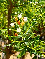 Crassula sarcocaulis subsp. sarcocaulis flowers
