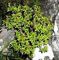 Crassula sarcocaulis subsp. sarcocaulis, the bonsaiplakkie