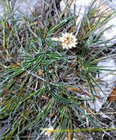 Ficinia truncata, known as stargrass