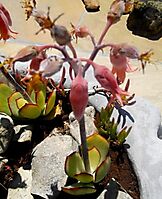 Cotyledon orbiculata var. orbiculata