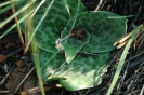 Ledebouria ovatifolia