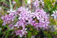 Agathosma ovata flowering