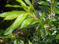 Brachylaena neriifolia leaves